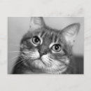 Suche nach schwarz weiße katze postkarten Haustier