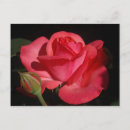 Suche nach single rose poster Blüte