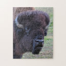 Suche nach stier puzzle Bison