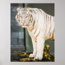 Suche nach weiße tiger poster Raubtier