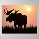 Suche nach geweih poster Nordamerika