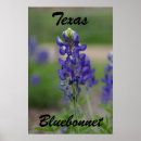 Suche nach texas bluebonnet poster Blume