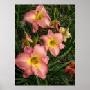 Suche nach taglilien poster Blüten