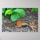 Suche nach chipmunk poster Natur