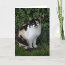 Suche nach calico cat karten Kalico