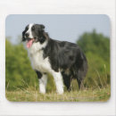 Suche nach pam mousepads Hunde fotograf