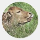 Suche nach kalb aufkleber Nutztiere