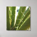 Suche nach yucca Fotografie