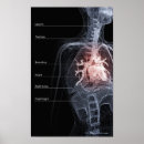 Suche nach diagramm poster Körper
