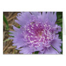 Suche nach australische blume postkarten Flora