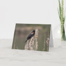 Suche nach amsel karten Vogel