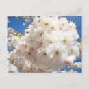 Suche nach rosa baum postkarten Für sie