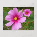 Suche nach kosmos blume postkarten Natur