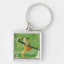 Suche nach stammes frosch Natur