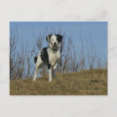 Suche nach border collie postkarten Foto