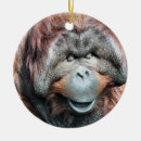 Suche nach orang utans ornamente Wild