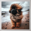 Suche nach leonberger poster Zitronenpresse