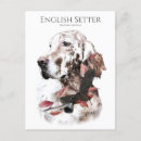Suche nach englisch um postkarten Englischer setter