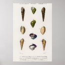 Suche nach vintage muscheln poster Meer