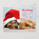 Suche nach roter hund karten Nahaufnahme