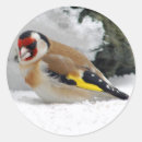 Suche nach goldfinches aufkleber Natur