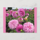 Suche nach rosa dahlie blumen postkarten Sommer