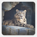 Suche nach schneeleopard aufkleber Große katze