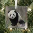 Suche nach niedlicher panda ornamente Bär