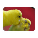 Suche nach budgie magnete Haushalt