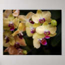 Suche nach rosa orchideen poster Pflanze