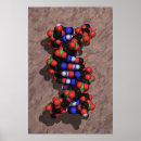 Suche nach dna poster Helix