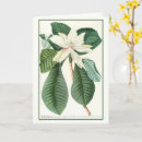 Suche nach magnolie karten Botanisch