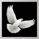 Suche nach friedenstaube poster Vogel