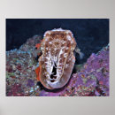 Suche nach tintenfische poster Natur