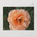 Suche nach orange rose postkarten Natur
