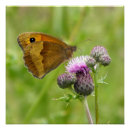 Suche nach brauner schmetterling poster Natur