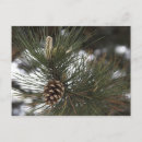 Suche nach tannen postkarten Natur