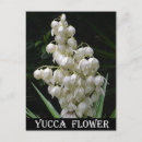 Suche nach yucca postkarten Blume