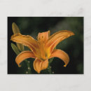 Suche nach wochenende postkarten Blume