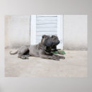 Suche nach chinesischer hund poster Scharpei