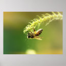 Suche nach bestäubung poster Biene