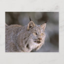 Suche nach große ohren postkarten Wild