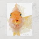 Suche nach papageienfisch poster Fotografie