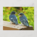 Suche nach schwalben postkarten Vogel