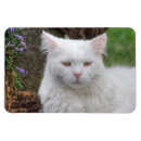 Suche nach gelbe augen magnete Kitty