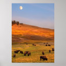 Suche nach bison poster Nature