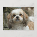 Suche nach hundezuchtverband postkarten Welpe