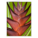 Suche nach bromeliad Tropisch