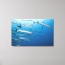 Suche nach barracuda poster Tiere