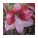 Suche nach christmas fliesen Blumenreich